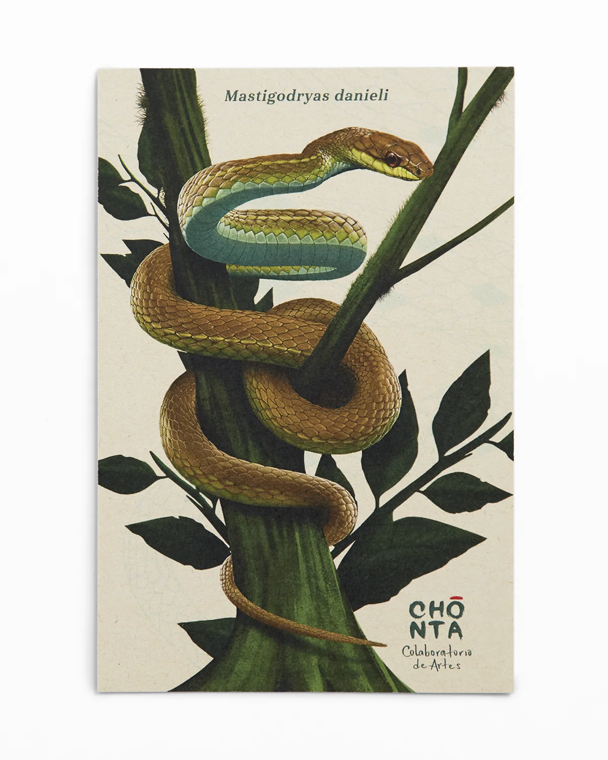 Postal Cazadora serpiente Colombia